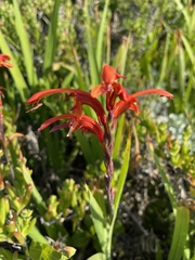 Chasmanthe aethiopica