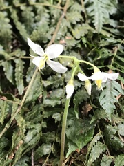 Cincinnobotrys speciosus