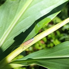 Bothrogonia sclerotica