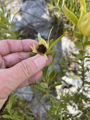 Leucadendron meridianum