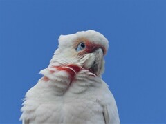 Cacatua tenuirostris