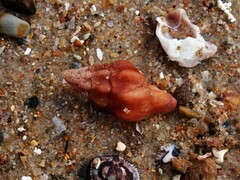 Nodopelagia brazieri