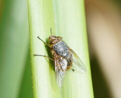 Calliphora hilli