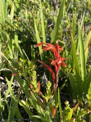 Chasmanthe aethiopica