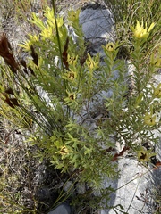 Leucadendron meridianum