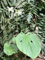 Cincinnobotrys speciosus