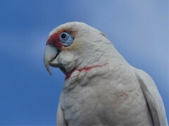 Cacatua tenuirostris