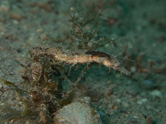 Acentronura breviperula