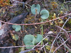 Cyrtostylis reniformis