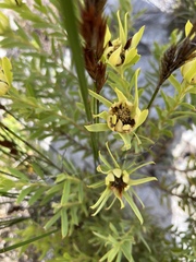 Leucadendron meridianum