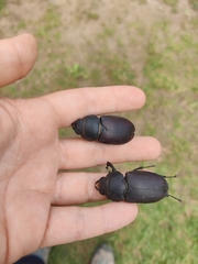 Lucanus cervus