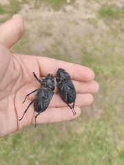 Lucanus cervus