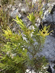 Leucadendron meridianum