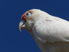Cacatua tenuirostris