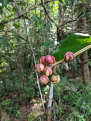 Dillenia suffruticosa