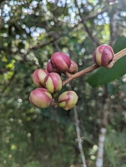 Dillenia suffruticosa