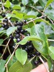 Rhamnus