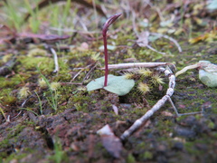 Cyrtostylis reniformis