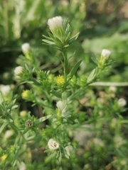 Symphyotrichum ciliatum