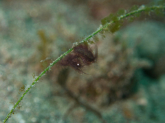 Phycocaris simulans