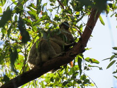 Phascolarctos cinereus