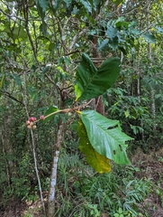 Dillenia suffruticosa