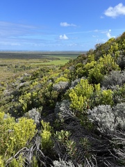 Leucadendron meridianum