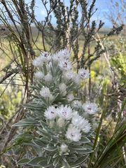 Syncarpha argyropsis