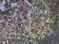 Cyrtostylis reniformis