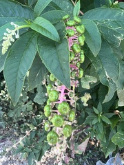 Phytolacca americana