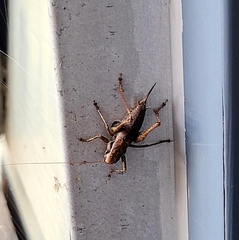 Pholidoptera griseoaptera