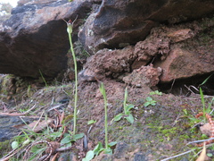 Pterostylis pedunculata