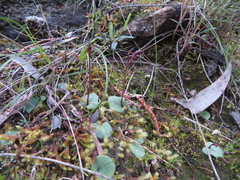 Cyrtostylis reniformis