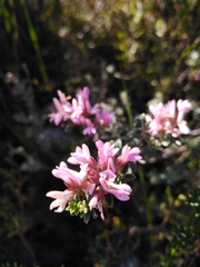 Indigofera brachystachya