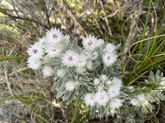 Syncarpha argyropsis