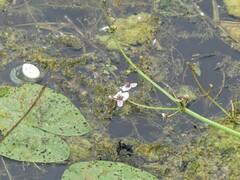 Sagittaria sagittifolia