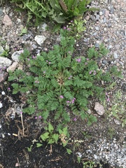 Erodium cicutarium