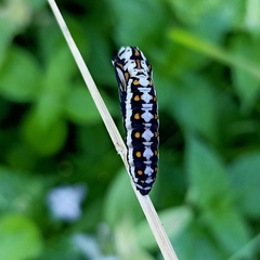 Papilio clytia
