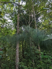 Casuarinaceae