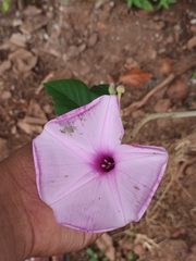 Ipomoea carnea