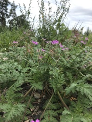 Erodium cicutarium