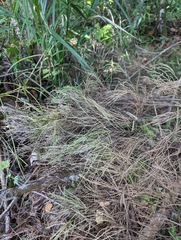 Casuarinaceae