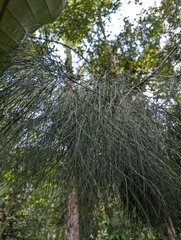 Casuarinaceae