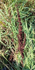 Rumex stenophyllus