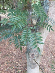 Sorbus aucuparia