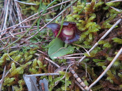 Corybas diemenicus