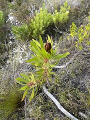 Protea obtusifolia