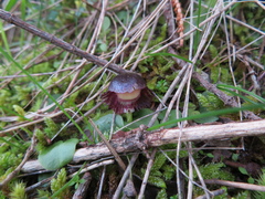 Corybas diemenicus