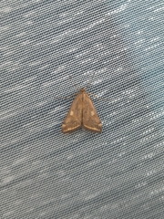 Loxostege sticticalis