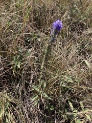 Veronica spicata